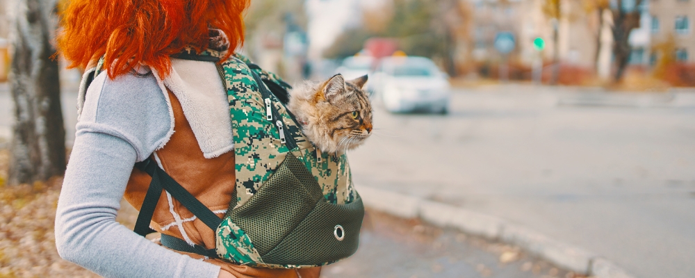 Présentation sac transport chat