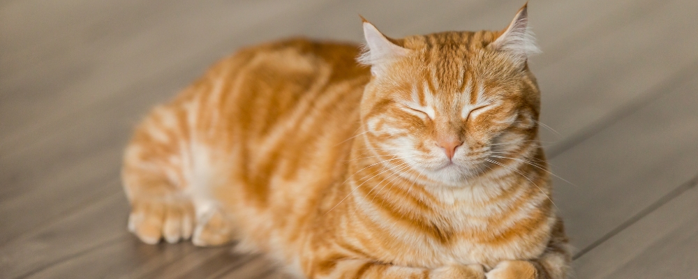 Chat qui dort sur le parquet