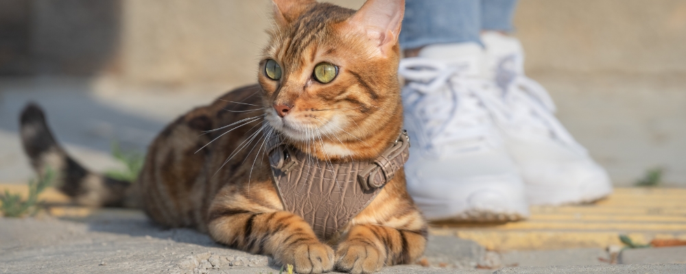 chat roux avec un harnais