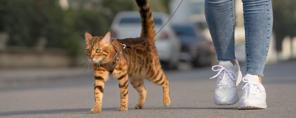 chat se promenant avec harnais et laisse