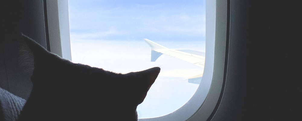 chat regarde hublot avion