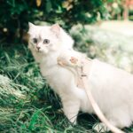 chat blanc foret avec harnais